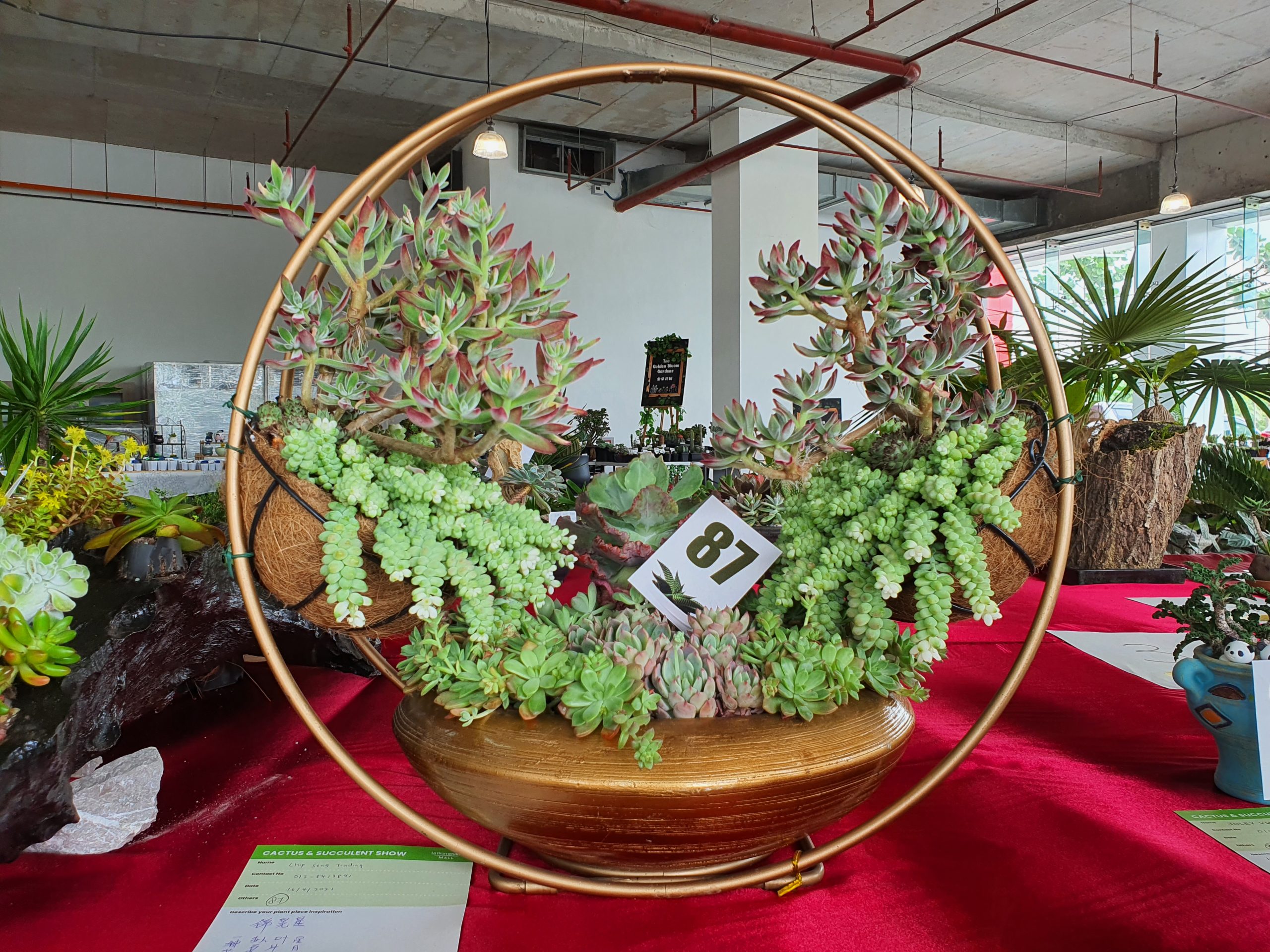 SUCCULENT SHOW WINNERS ANNOUNCED, NEW HOUSEPLANT SHOW ANNOUNCED Hock